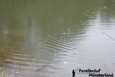 Lachsforellenangeln_4