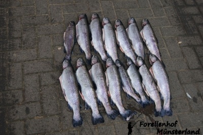 Lachsforellenangeln_7