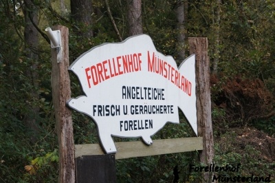 Lachsforellenangeln _3